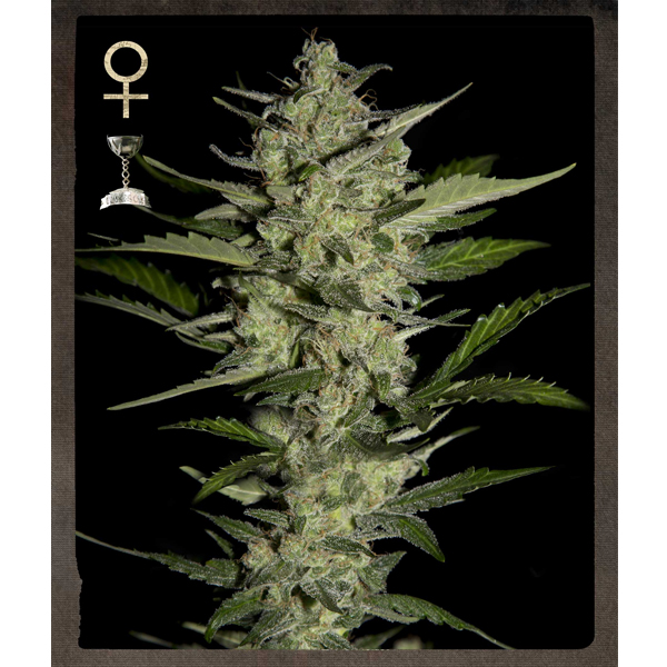 Flores de cannabis Flowerbomb Kush, variedad feminizada, para cultivo