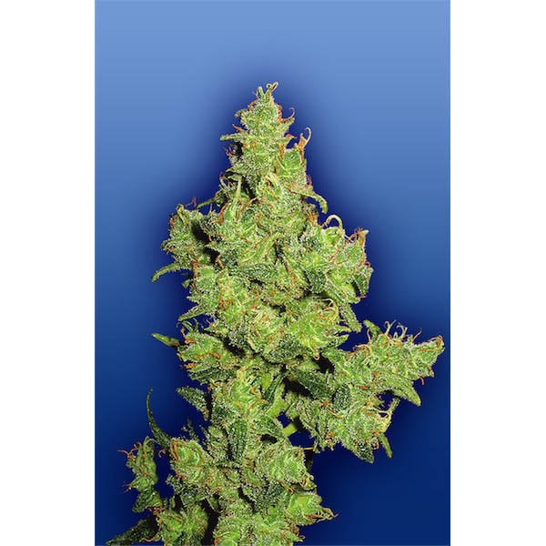 Semillas feminizadas Flying Dragon de Flying Dutchmen para cultivo