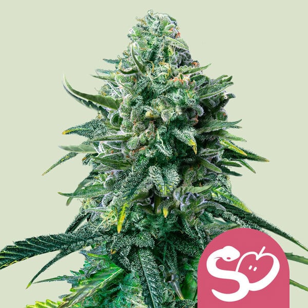 semillas feminizadas Forbidden Fruit 1 de Royal Queen para cultivo de cannabis