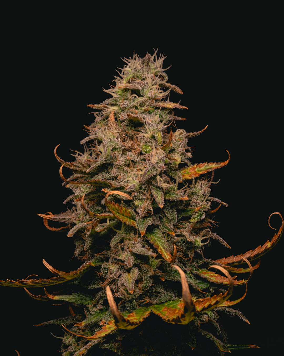 Forbidden Fruit Cake feminizadas Pure Instinto