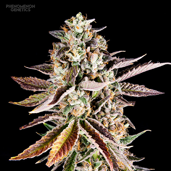 semillas feminizadas Forbidden Starz de Phenomenom Genetics