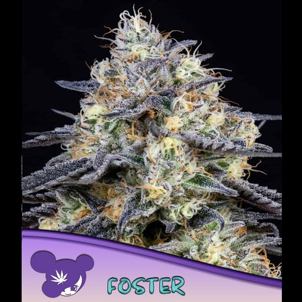 Tres semillas feminizadas Foster Anesia para cultivo de cannabis