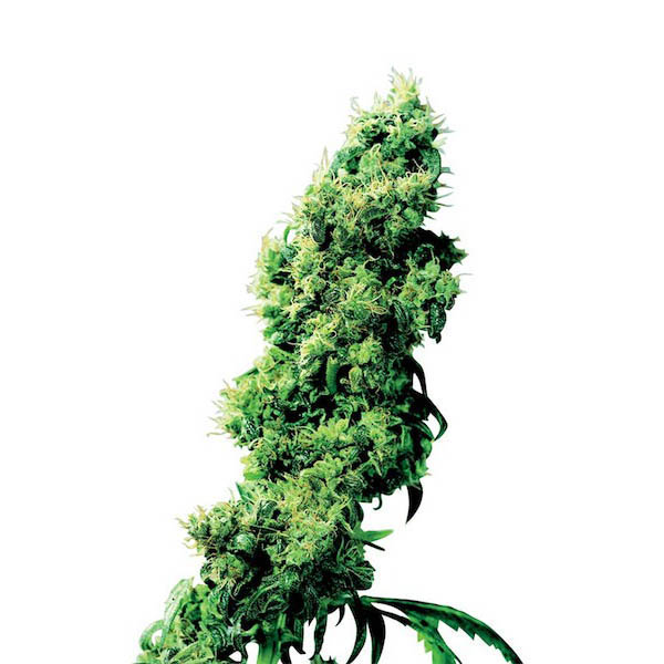 Semillas Four Way regular de Sensi Seeds Bank para cultivo