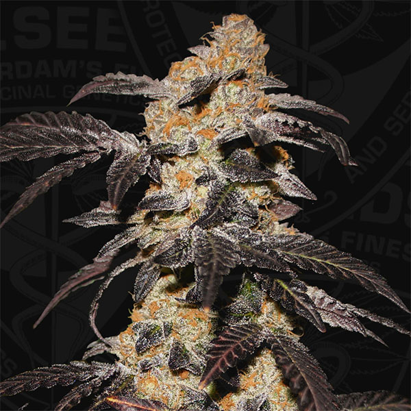 Dos semillas feminizadas French Cookies de TH Seeds para cultivo de cannabis