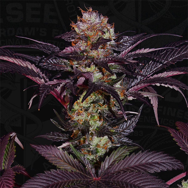 Dos semillas feminizadas French Macaron de TH Seeds para cultivo de cannabis