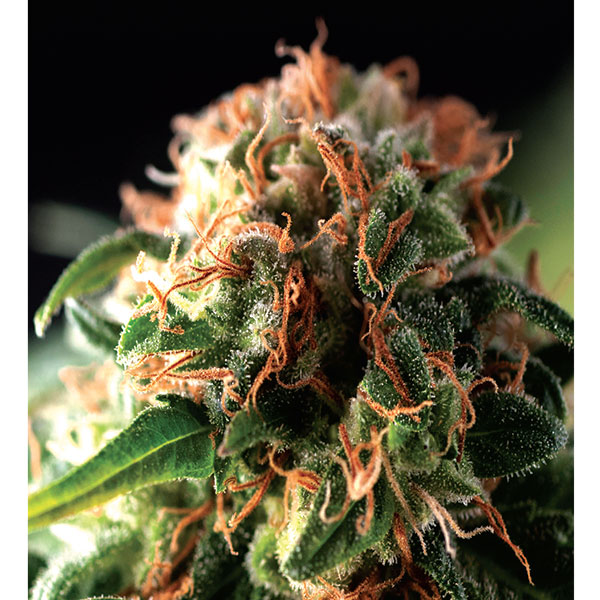 Blíster de 12 semillas feminizadas Fresh Candy de Pyramid Seeds