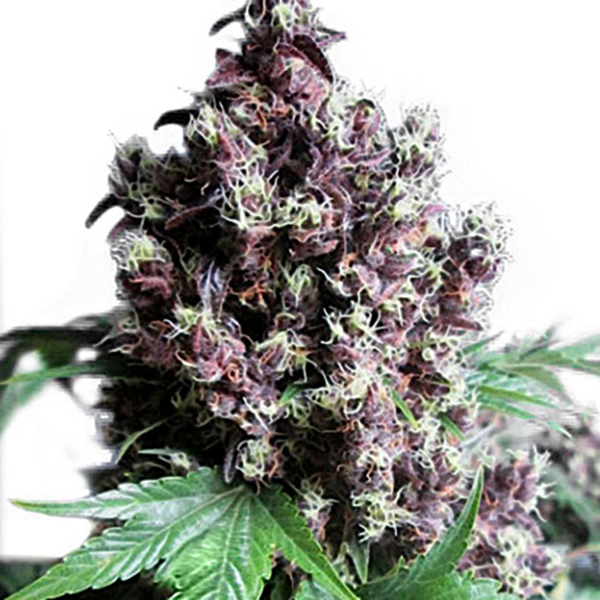 Semillas feminizadas Frisian Duck 3 de Dutch Passion para cultivo de cannabis