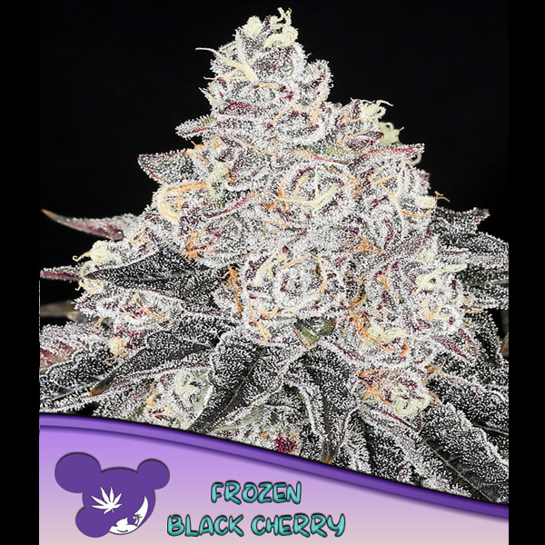 Semillas feminizadas Frozen Black Cherry para cultivo de cannabis