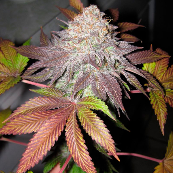 Semillas feminizadas Fruit Cup de The Cali Connection para cultivo