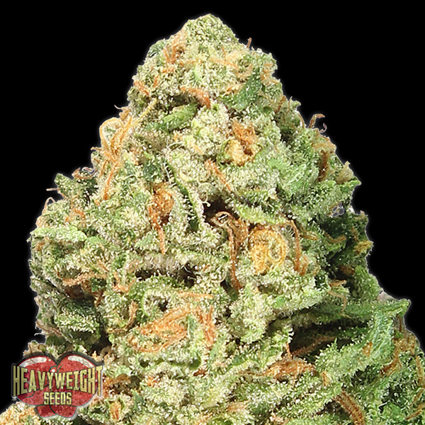 Frutos rojos y semillas feminizadas Fruit Punch para cultivo