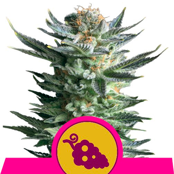 semillas feminizadas Fruit Spirit de Royal Queen Seeds para cultivo