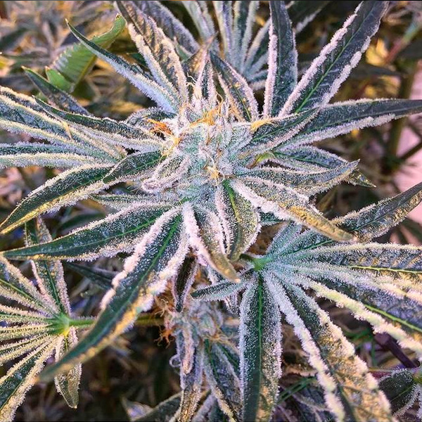 semillas feminizadas Fruit Tree de The Cali Connection para cultivo