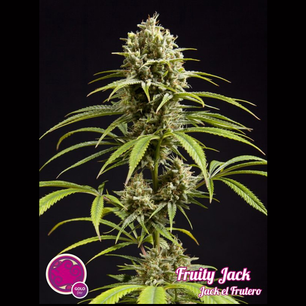 Semillas feminizadas Fruity Jack para cultivo de cannabis