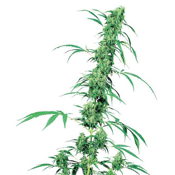 Paquete de semillas regulares Fruity Juice de Sensi Seeds Bank
