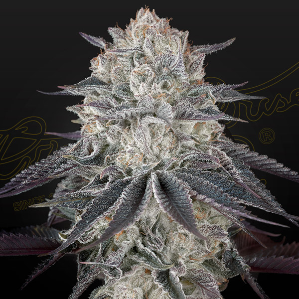 Semilla feminizada Full Gas 1 unidad Green House para cultivo