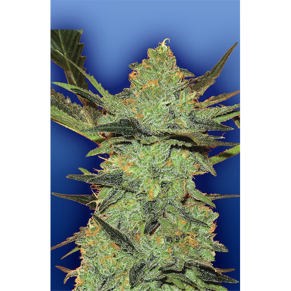 Semillas feminizadas G-Force 5 de Flying Dutchmen para cultivo