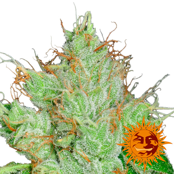 semillas regulares G13 x Haze de Barney's Farm para cultivo