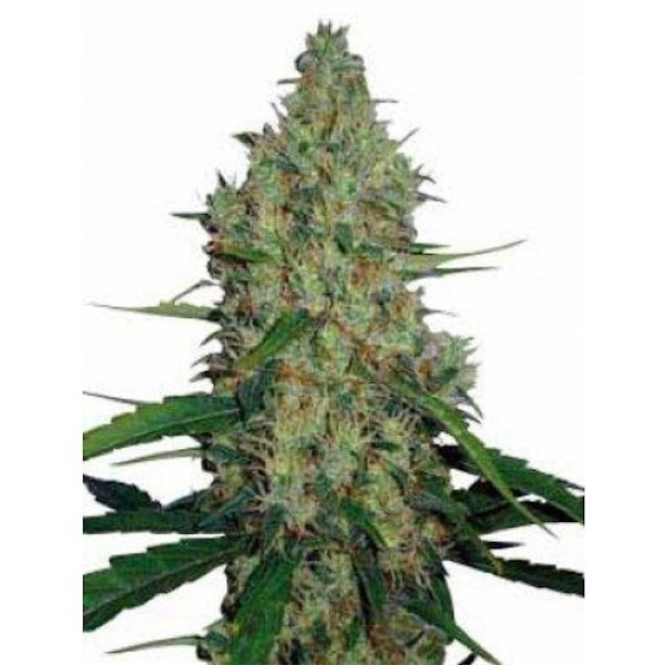 semillas regulares G13 x Haze edición limitada Mr. Nice para cultivo