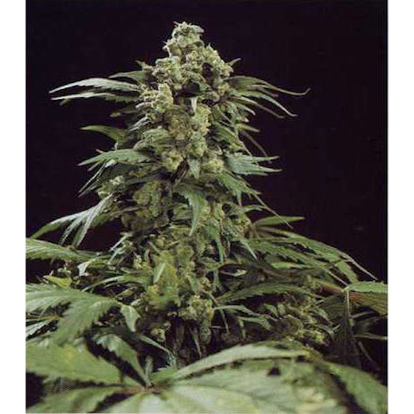 semilla regular G13 x Skunk de Mr. Nice para cultivo