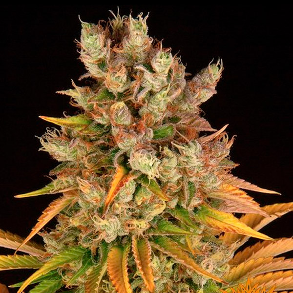 Semilla feminizada GMO-1 de Barneys, variedad de cannabis