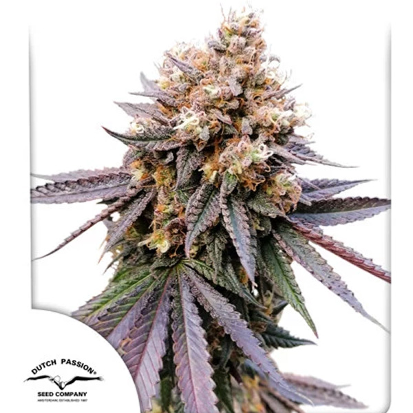 semillas feminizadas GMO Fast Dutch Passion para cultivo