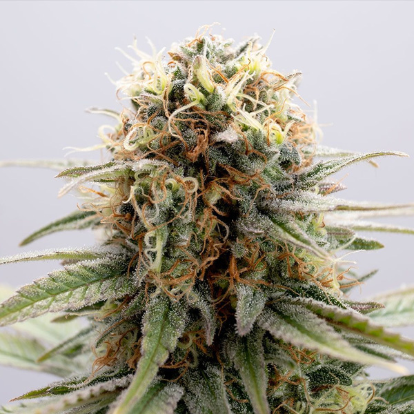 Semilla feminizada GSC-1 de Kannabia Seeds para cultivo