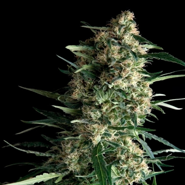 Planta de cannabis Galaxy 3U feminizada de Pyramid Seeds