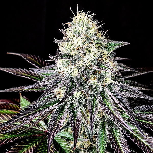 Garlic Cookies Pure Instinto