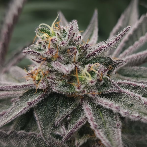 Tres semillas feminizadas Gary Burger de Elev8 Seeds para cultivo