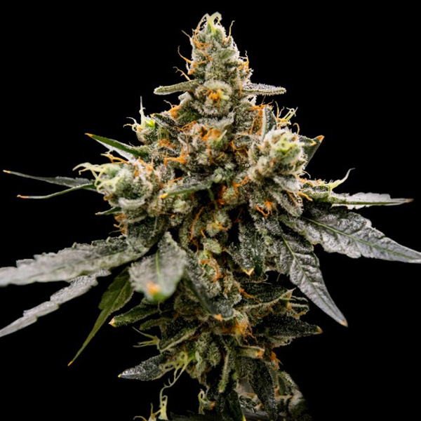 semillas feminizadas Gaz Money 5 unidades DNA Genetics para cultivo