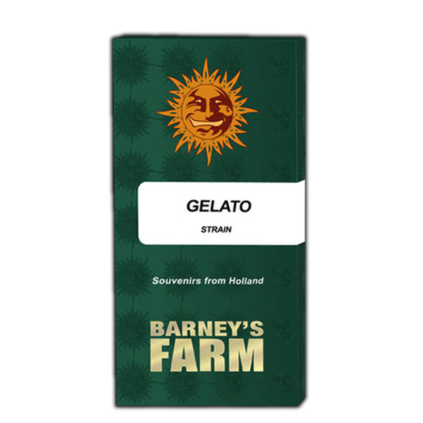 Semilla feminizada Gelato 1 unidad para cultivo