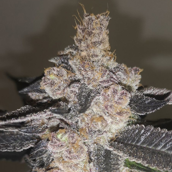 Semillas feminizadas Gelato 242 de Medical Seeds para cultivo