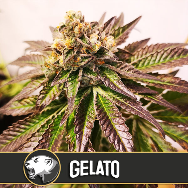 semillas feminizadas Gelato de Blimburn Seeds para cultivo