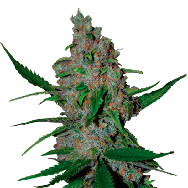 semilla feminizada Gelato 41 Fast de Seedstockers para cultivo rápido