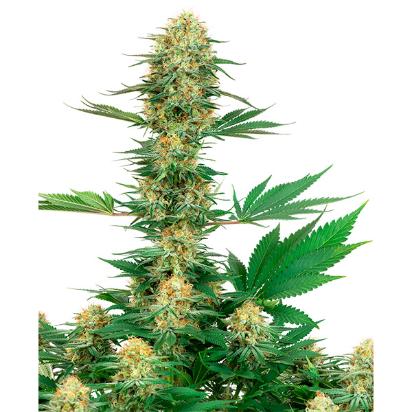 semilla feminizada Gelato 420 para cultivo