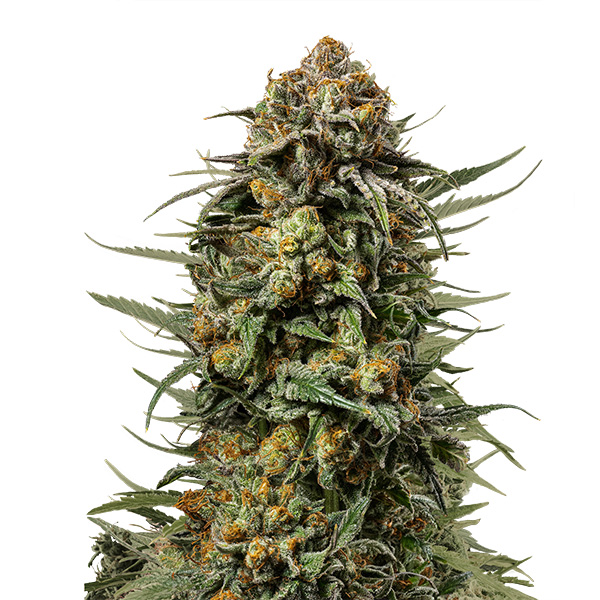 Semillas feminizadas Gelato 44 de Royal Queen Seeds para cultivo