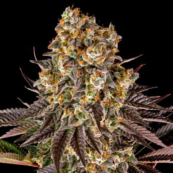 Semilla feminizada Gelato 45 de Barneys para cultivo