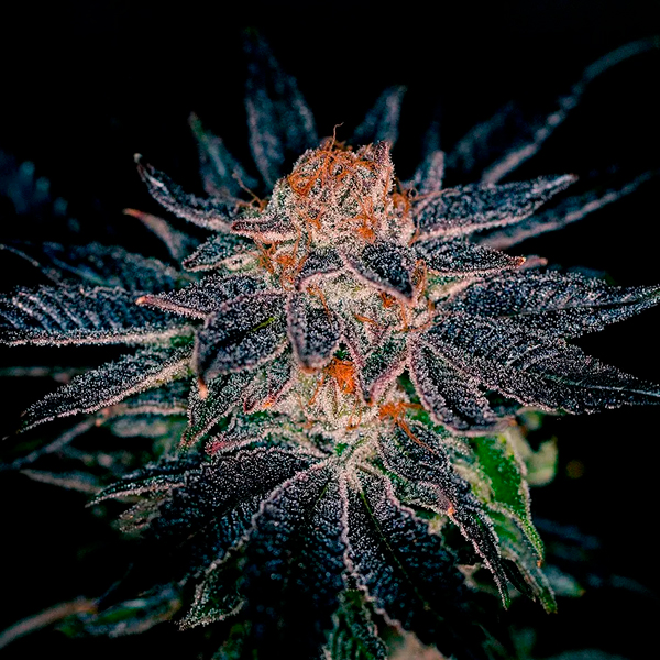 semillas feminizadas Gelato #47 de Positronics Seeds para cultivo de cannabis