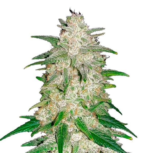 Semilla feminizada Gelato Auto de FastBuds para cultivo de cannabis