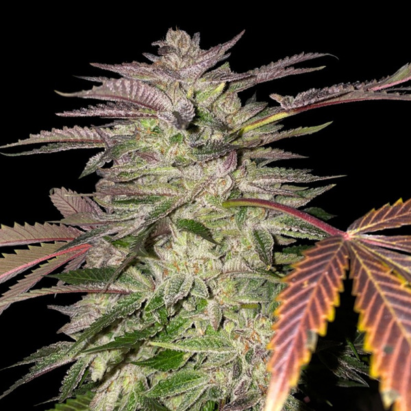Semillas feminizadas Gelato Cake de T.H. Seeds para cultivo