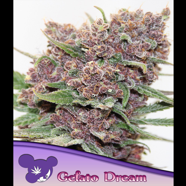 Tres semillas feminizadas Gelato Dream para cultivo