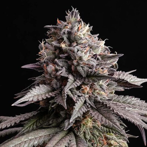 Semilla feminizada Gelato K-1 de Kannabia Seeds para cultivo de cannabis