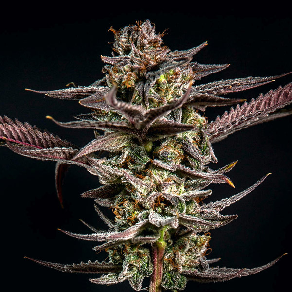 Semillas feminizadas Gelato Kiss de Elev8 Seeds para cultivo