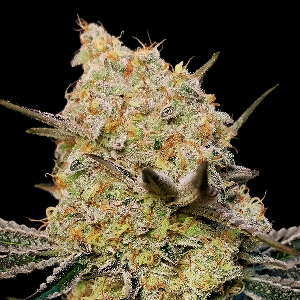 Semillas feminizadas Gelato Mint de 00 Seeds para cultivo