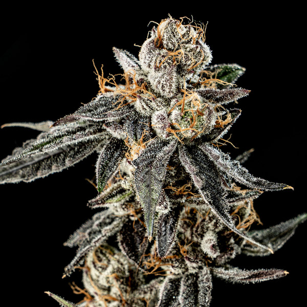 Semillas feminizadas Gelato Punch 3 unidades de Elev8 Seeds para cultivo de cannabis