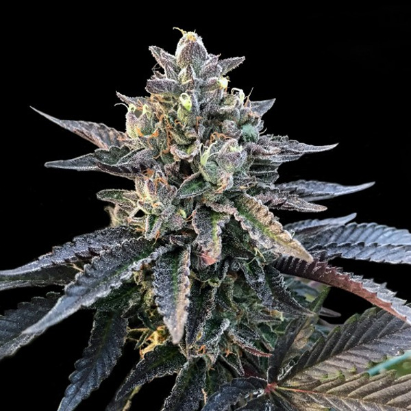 Semillas feminizadas Gelato Sorbet de DNA Genetics para cultivo