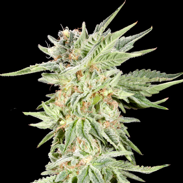 Tres semillas feminizadas Gelato Sundae de Elev8 Seeds para cultivo
