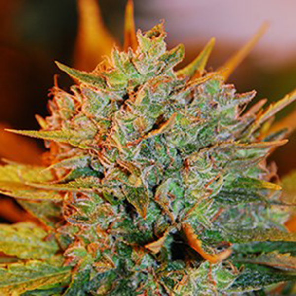 semillas feminizadas Gigabud de G13 Labs para cultivo