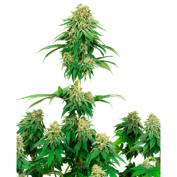 semilla feminizada Girl Scout Cookies para cultivo de cannabis