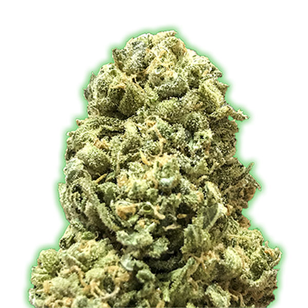 semillas feminizadas Girl Scout Cookies Monster Genetics para cultivo